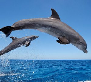 Bottle-nose Dolphins