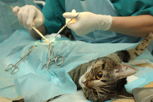 مراقبتهای بعد از عمل جراحی عقیم سازی گربه و سگ ماده