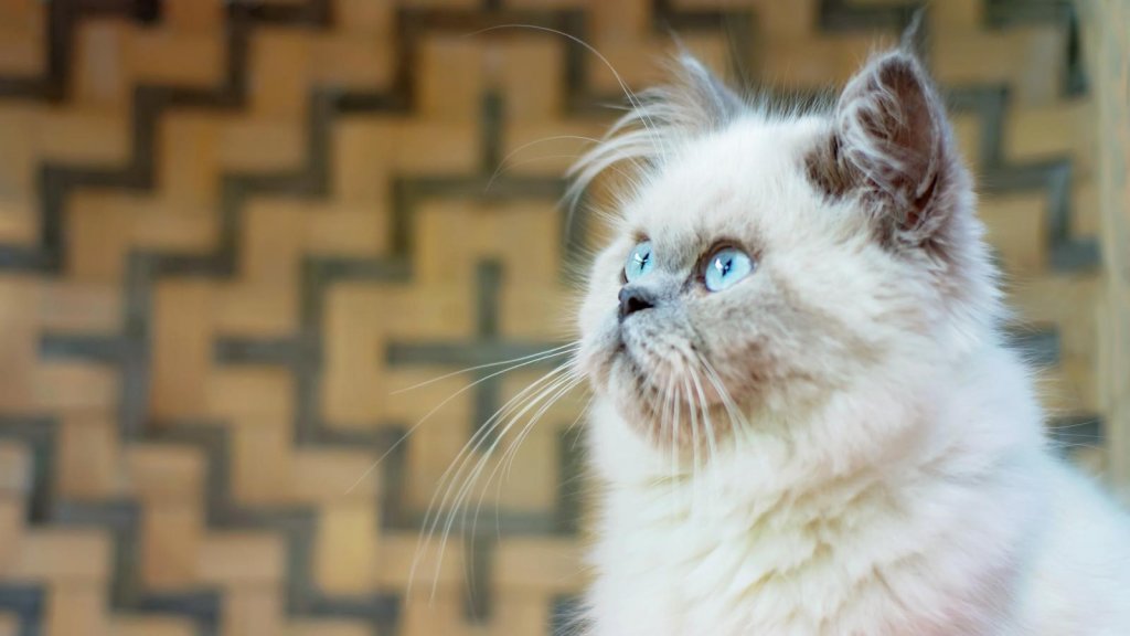 گربه هیمالین با چشمان بی‌نظیر آبی رنگ