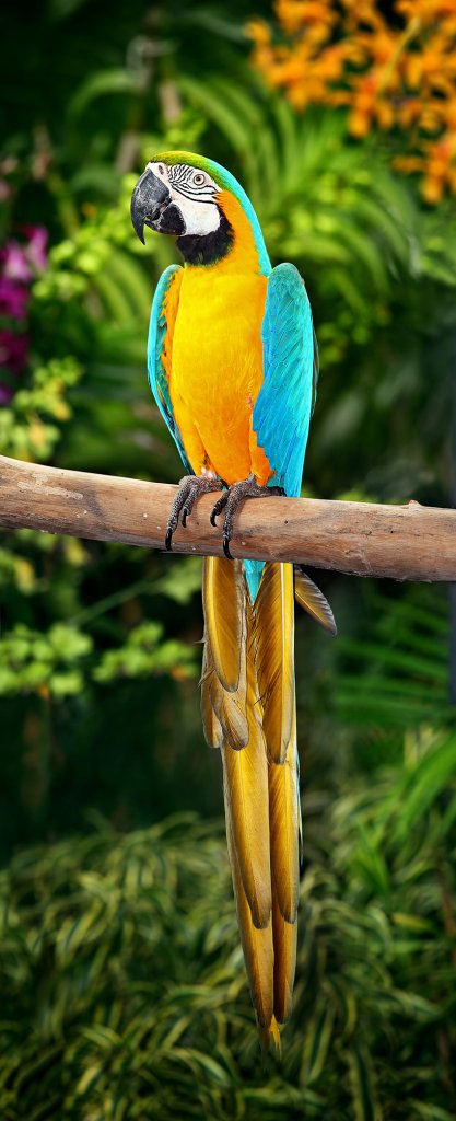 Blue-and-Yellow-Macaw