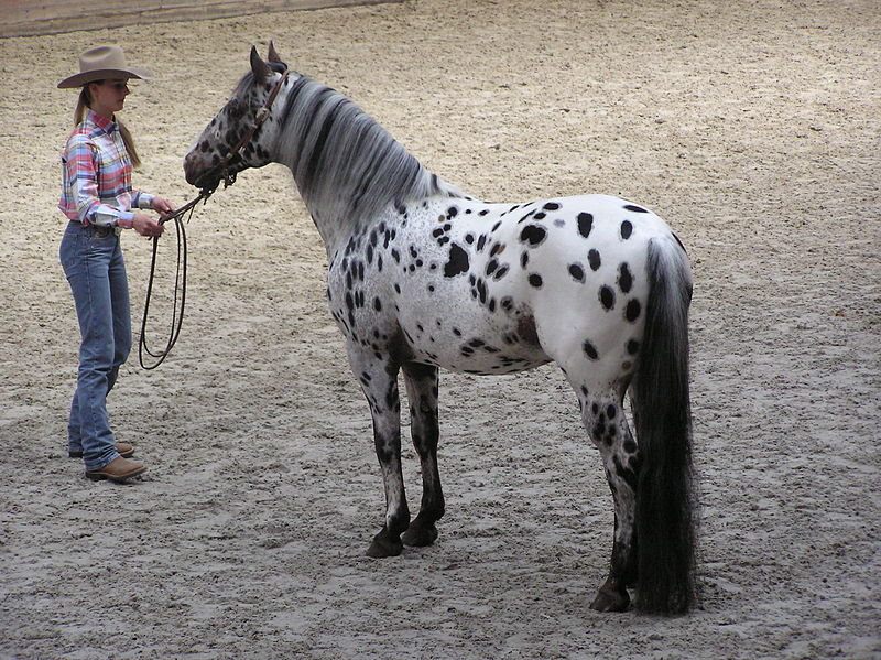 اسب خالدار نژاد آپالوسا