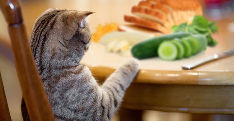 دستور غذایی برای گربه ها