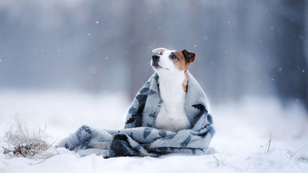 نگهداری سگ در باغ و حیاط در فصول سرد