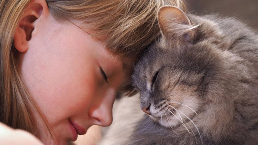 درباره زبان بدن گربه ها چه می‌دانید؟