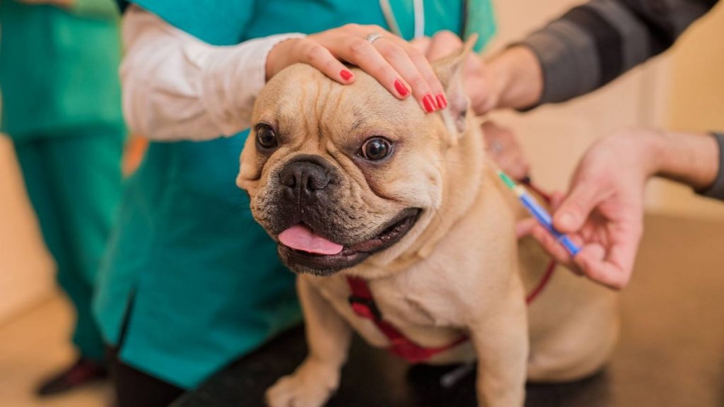 چه بیماری هایی در سگ ها دارای واکسن هستند؟