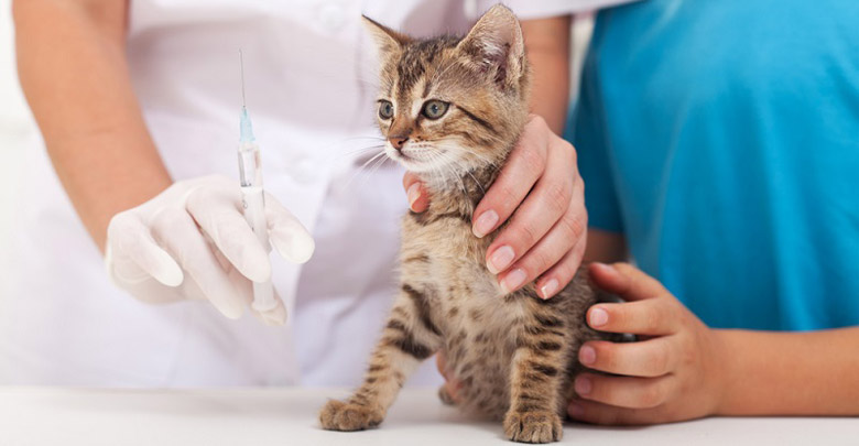واکسیناسیون گربه ها