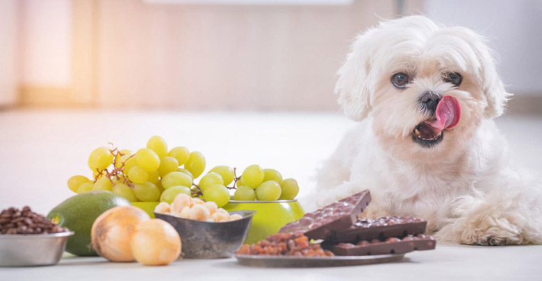 رژیم غذایی مناسب برای سگ ها