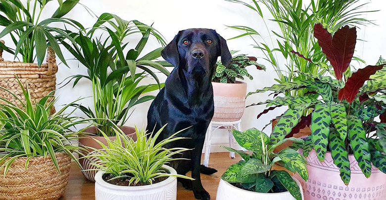 گیاهان سمی برای حیوانات خانگی