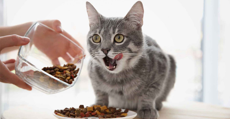 دستور غذایی سالم برای گربه ها