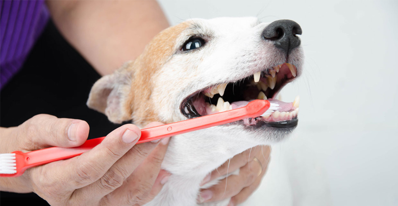 مراقبت از دهان و دندان سگ