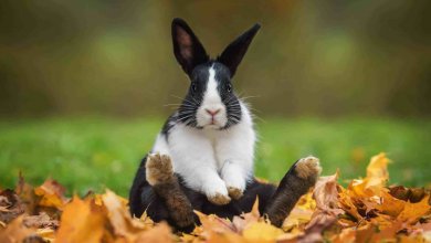 بیماریهای شایع در خرگوش ها