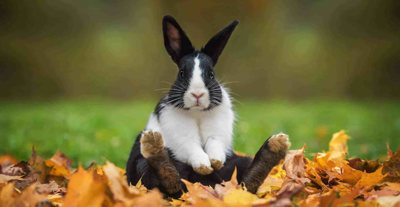 بیماریهای شایع در خرگوش ها