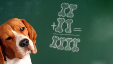 توانایی های ذهنی در سگ ها