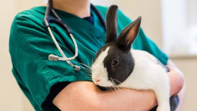 واکسیناسیون در خرگوش ها