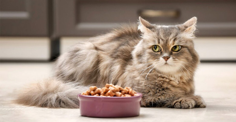 دستور غذای خانگی مخصوص گربه های دیابتی