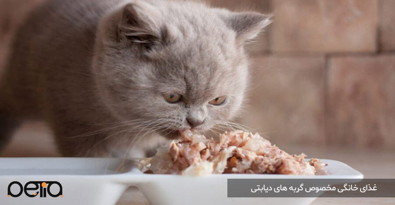 تصویری از غذای خانگی مخصوص گربه ‌های دیابتی
