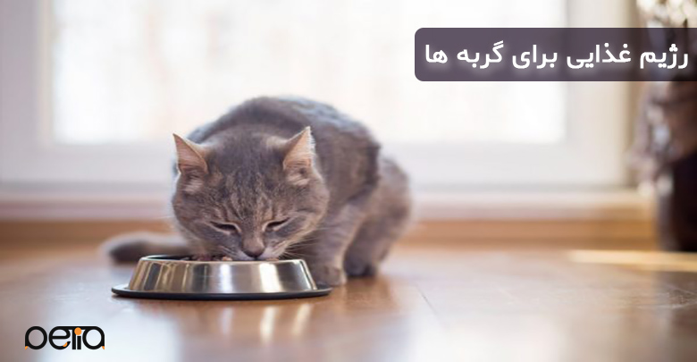 تصویری از غذا خوردن گربه خانگی