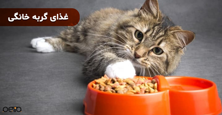 تصویری از غذای گربه خانگی