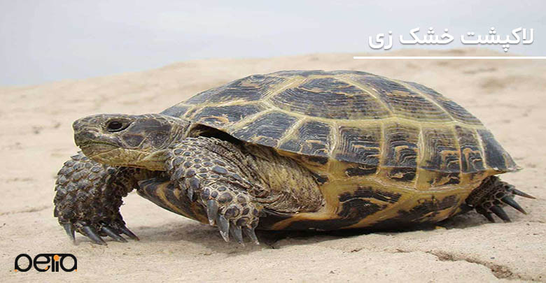 تصویری از لاکپشت خشک‌زی