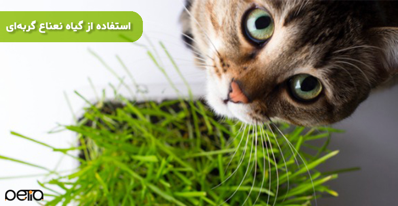 استفاده کردن از گیاه نعناع گربه‌ای