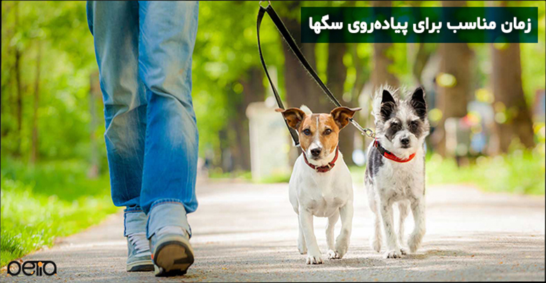 زمان پیاده‌روی با سگ 