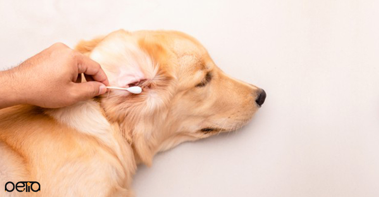 راه‌های تمیز کردن مجرای گوش سگ