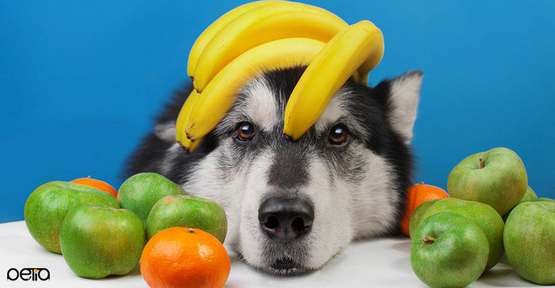 انواع سبزیجات و میوه‌ های تازه برای سگ ها