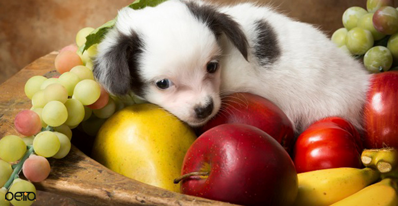 میوه مناسب برای سگ 