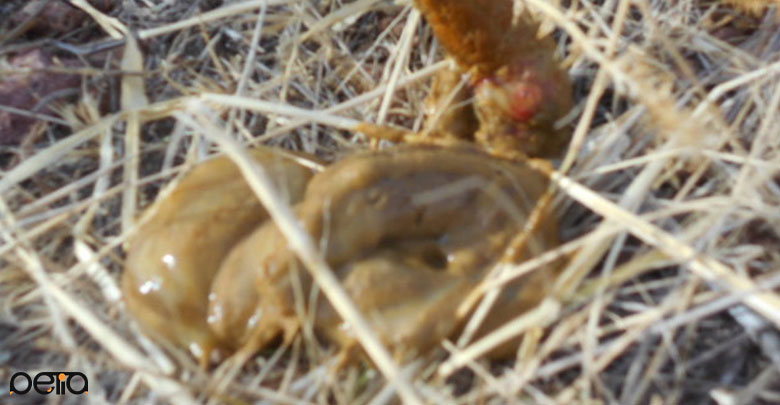 مدفوع مخاطی سگ