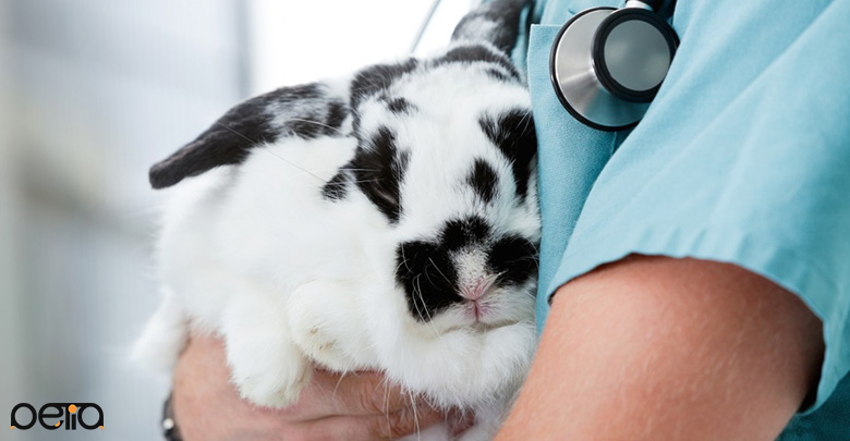 درمان کردن خرگوش چاق با رژیم غذایی خرگوش