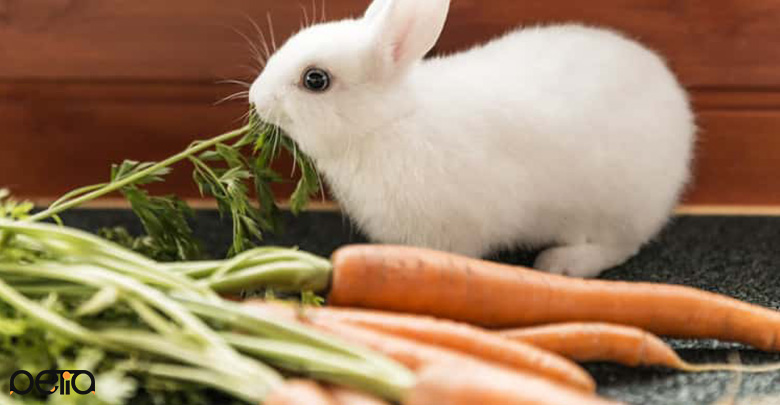 رژیم غذایی خرگوش
