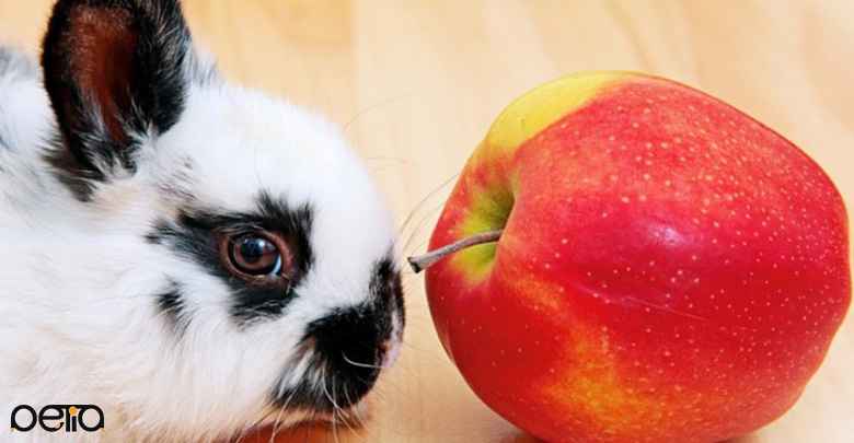 بررسی میوه برای خرگوش