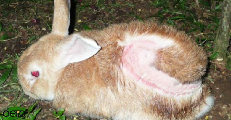 عفونت قارچی پوست خرگوش
