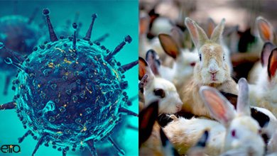 بیماری های قابل انتقال خرگوش به انسان