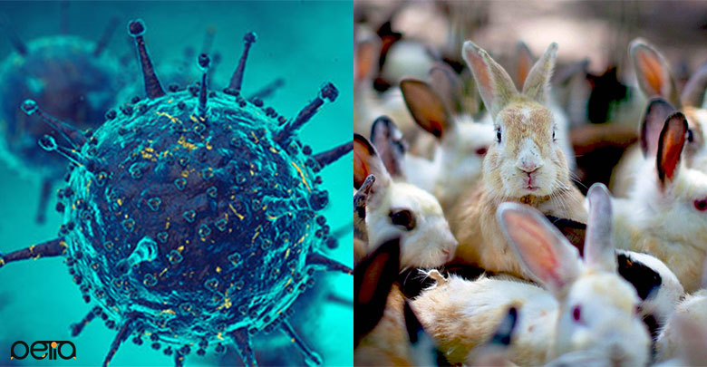 بیماری های قابل انتقال خرگوش به انسان