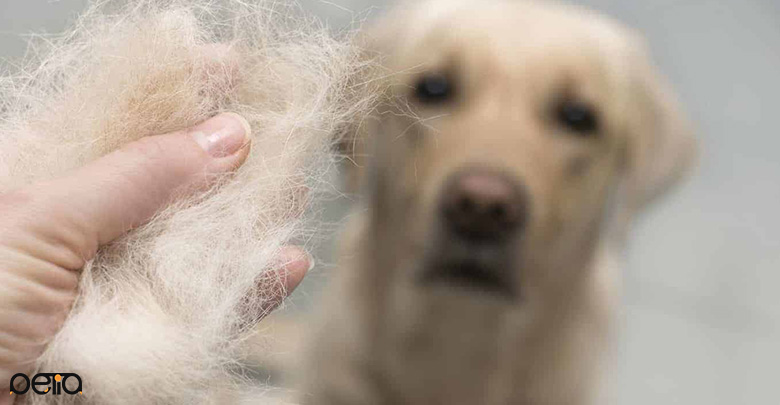 تاثیر استرس بر ریزش مو در سگ ها 