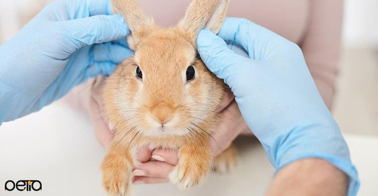 جلوگیری از ابتدا شدن خرگوش به بیماری های واگیردار