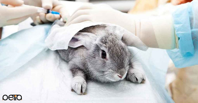 پاستورلوز بیماری قابل انتقال خرگوش به انسان