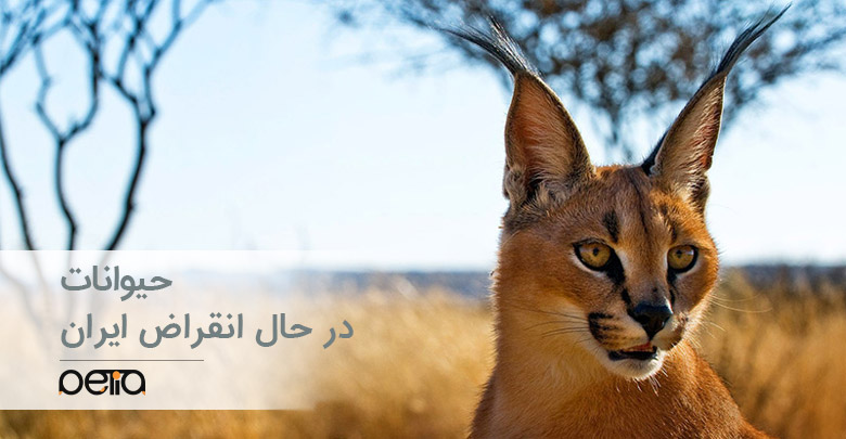 حیوانات در حال انقراض ایران