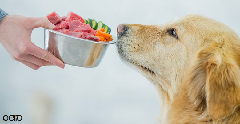 غذاهای مشترک سگ و انسان