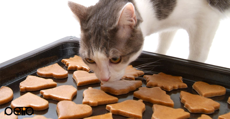  غذای گربه ‌های دیابتی