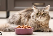 دستور غذای خانگی مخصوص گربه های دیابتی
