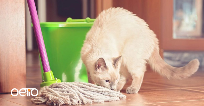 تمیز کردن لک و بوی ادرار گربه