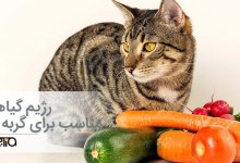 رژیم گیاهی مناسب برای گربه ها