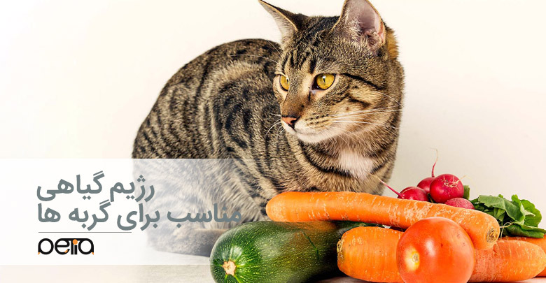 رژیم گیاهی مناسب برای گربه ها