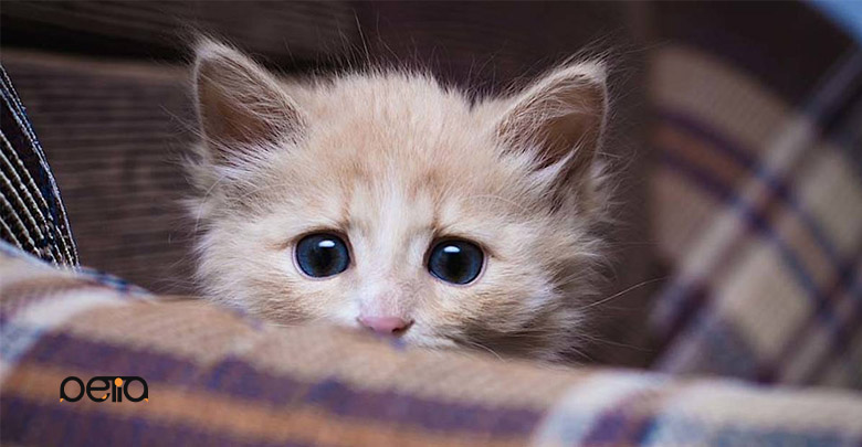 دلایل و نشانه های اضطراب در گربه ها