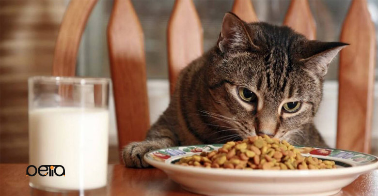 تغذیه گربه مسن
