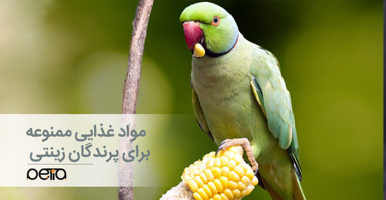 مواد غذایی ممنوعه برای پرندگان زینتی
