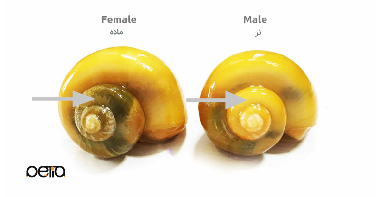 چگونه جنسیت حلزون آکواریومی را تشخیص دهیم؟