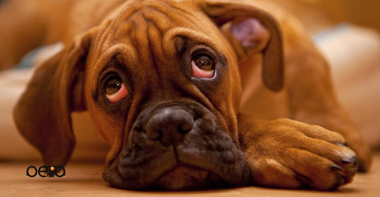 بیماری چشم گیلاسی (Cherry Eye) در سگ ها